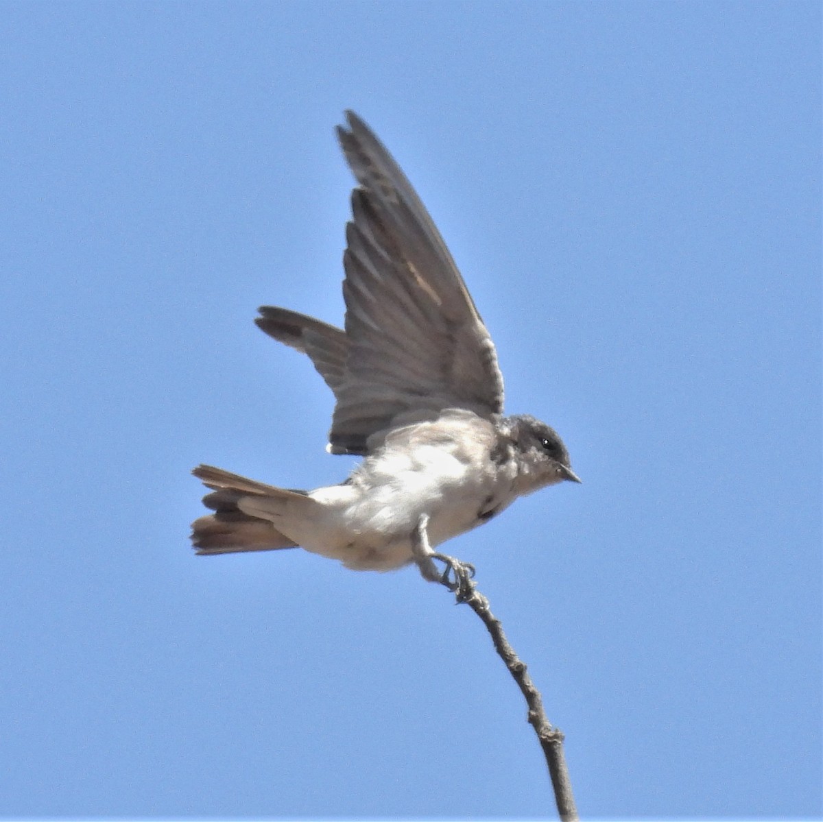 Chilean Swallow - ML595403611