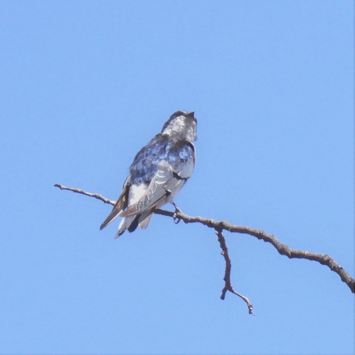 Chilean Swallow - Benedick Furniss