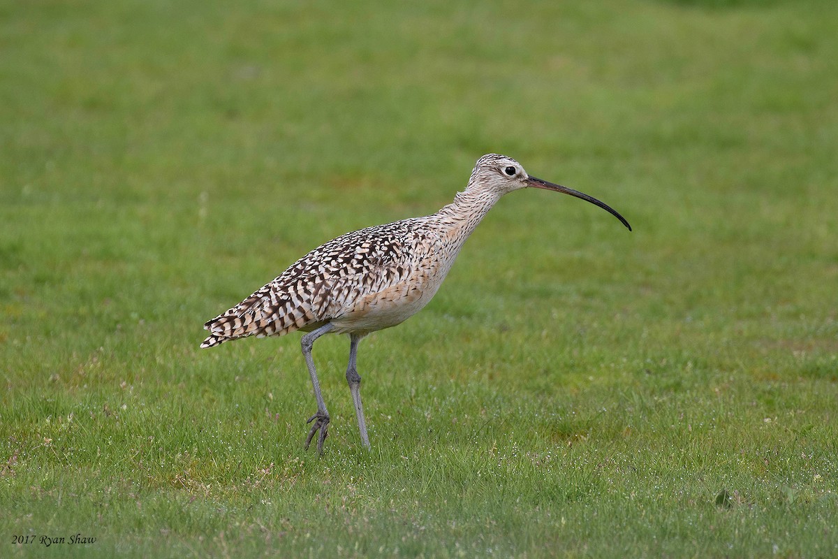 Long-billed Curlew - ML59540671