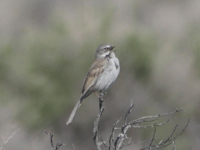 Bell's Sparrow - ML595410101