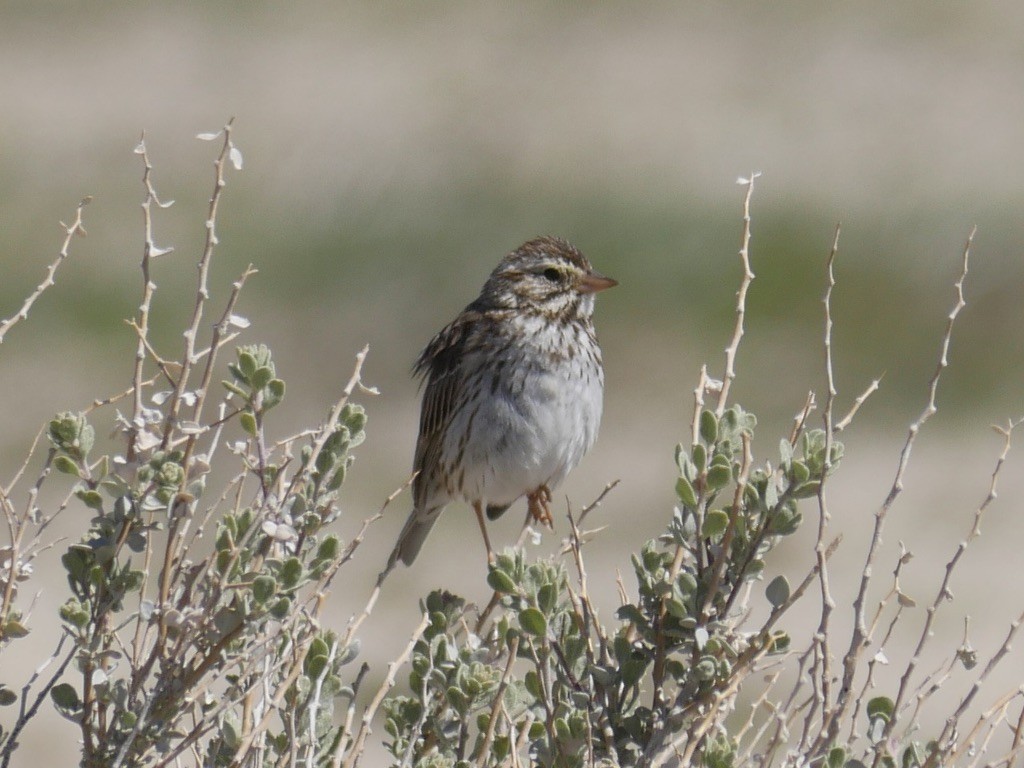 Savannah Sparrow - ML595410181