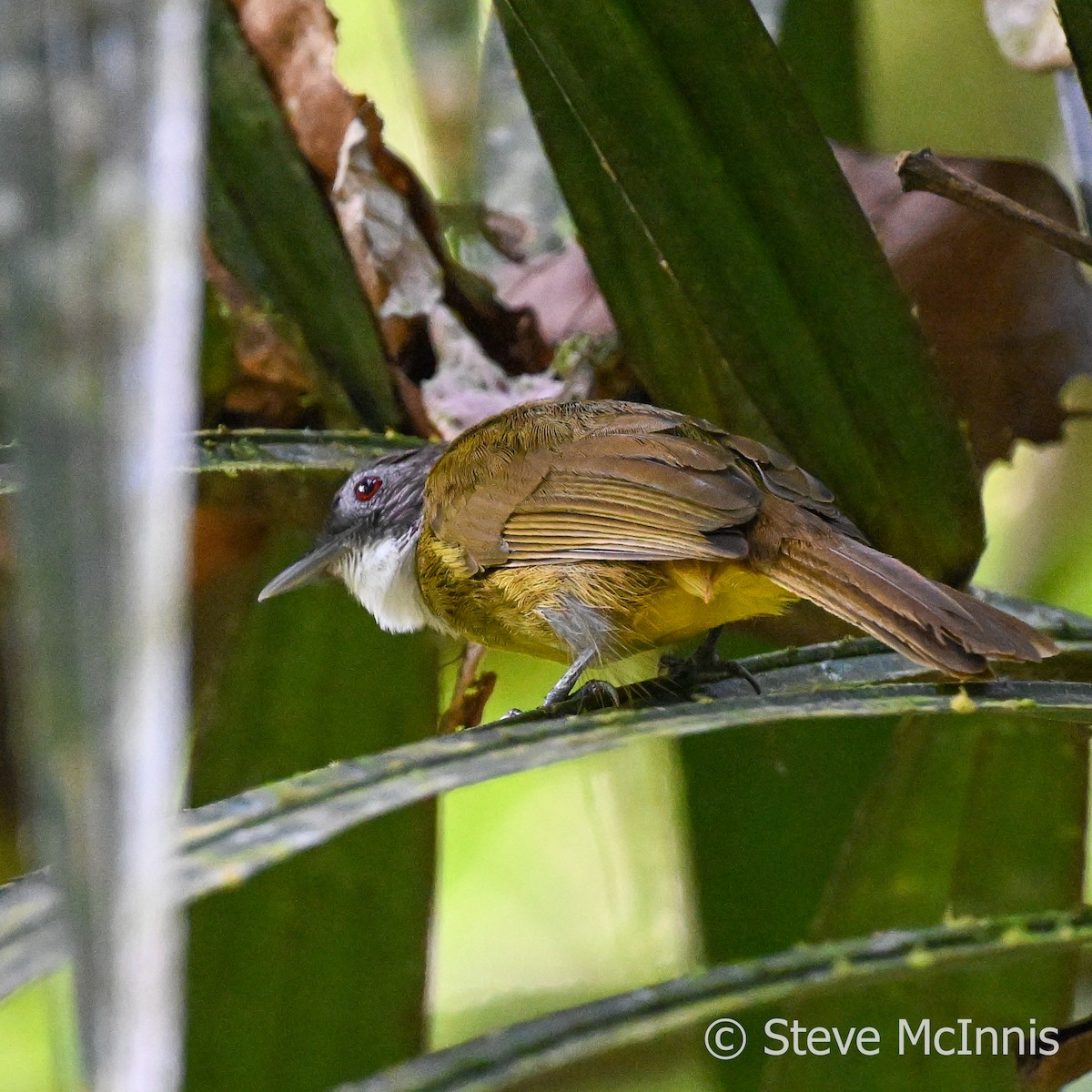Red-tailed Greenbul - ML595410751