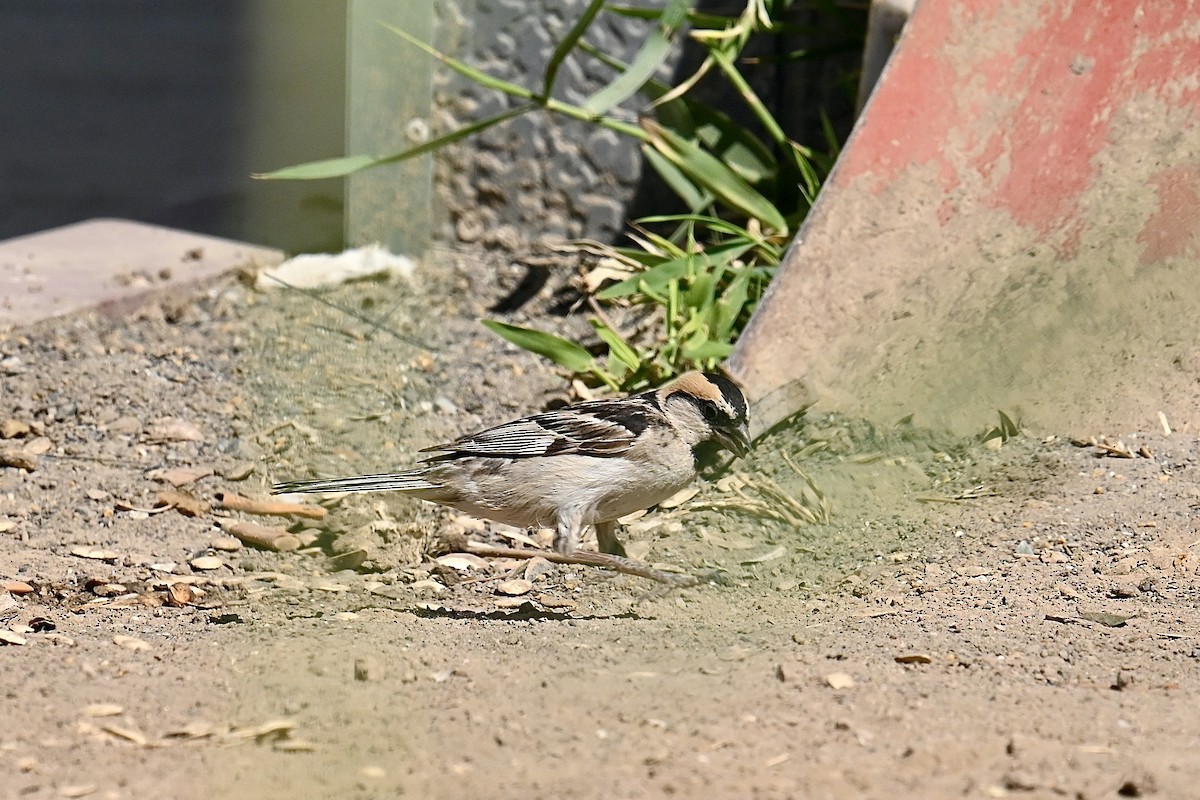 Saxaul Sparrow - ML595411411