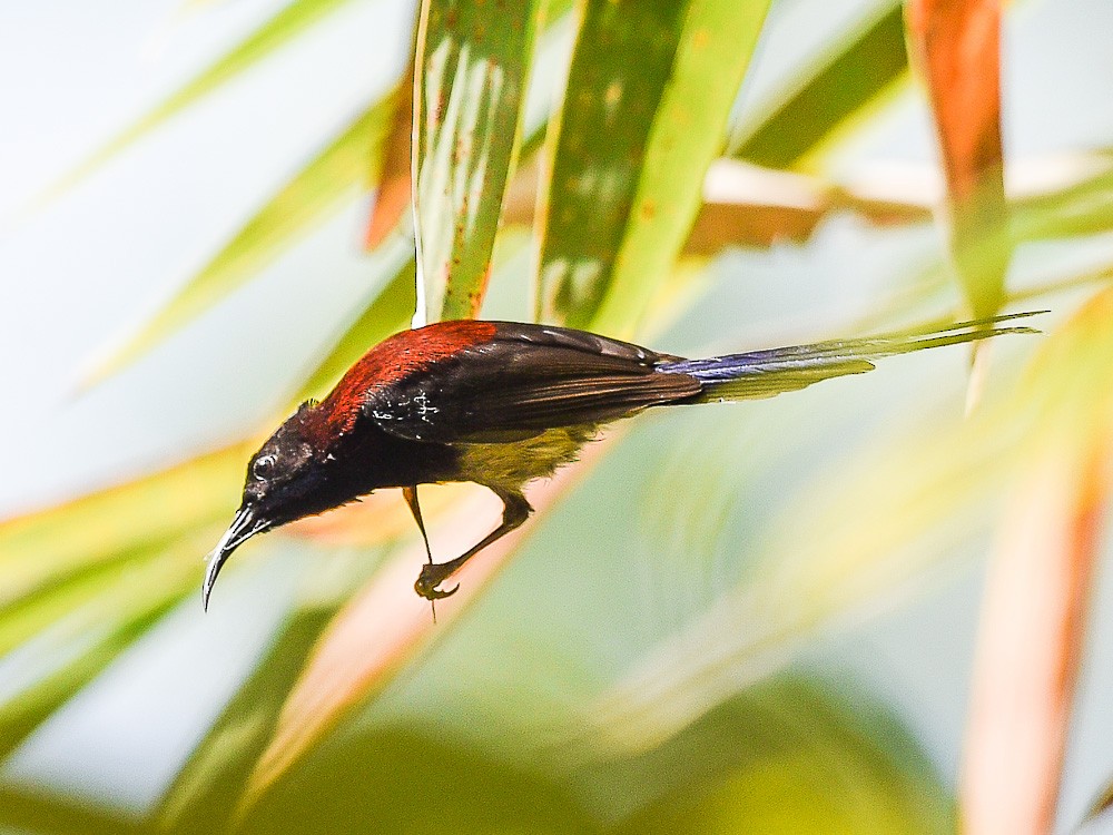 Black-throated Sunbird - Xueping & Stephan Popp
