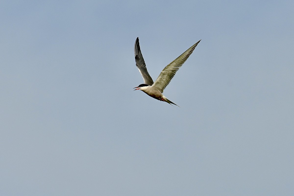 Common Tern - ML595414401