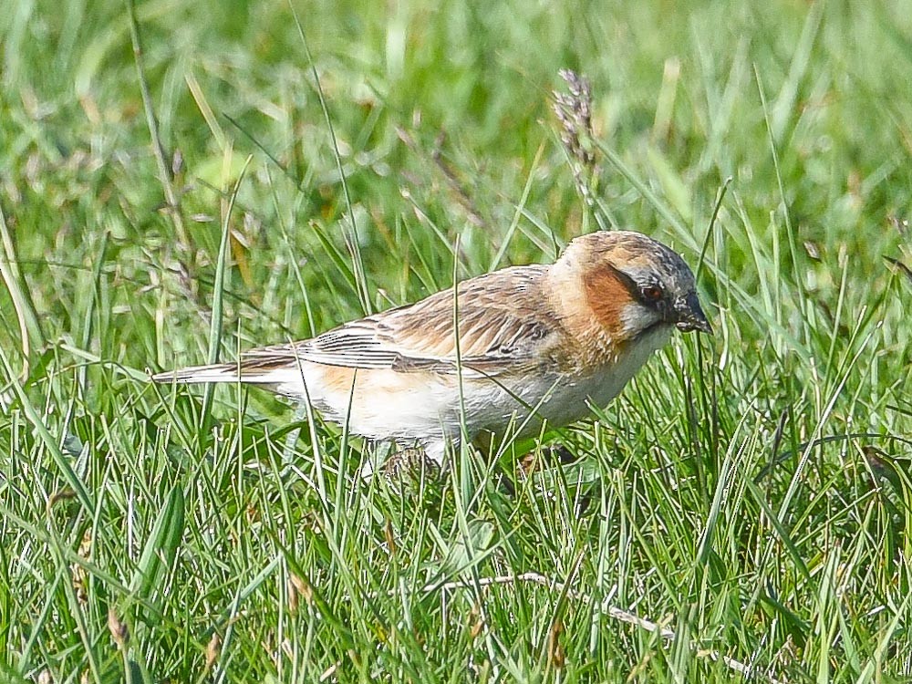 Rufous-necked Snowfinch - ML595415531