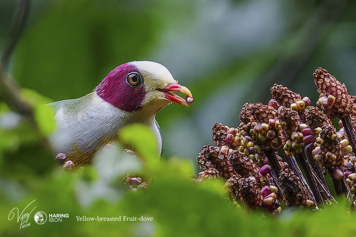 Yellow-breasted Fruit-Dove - ML595416231