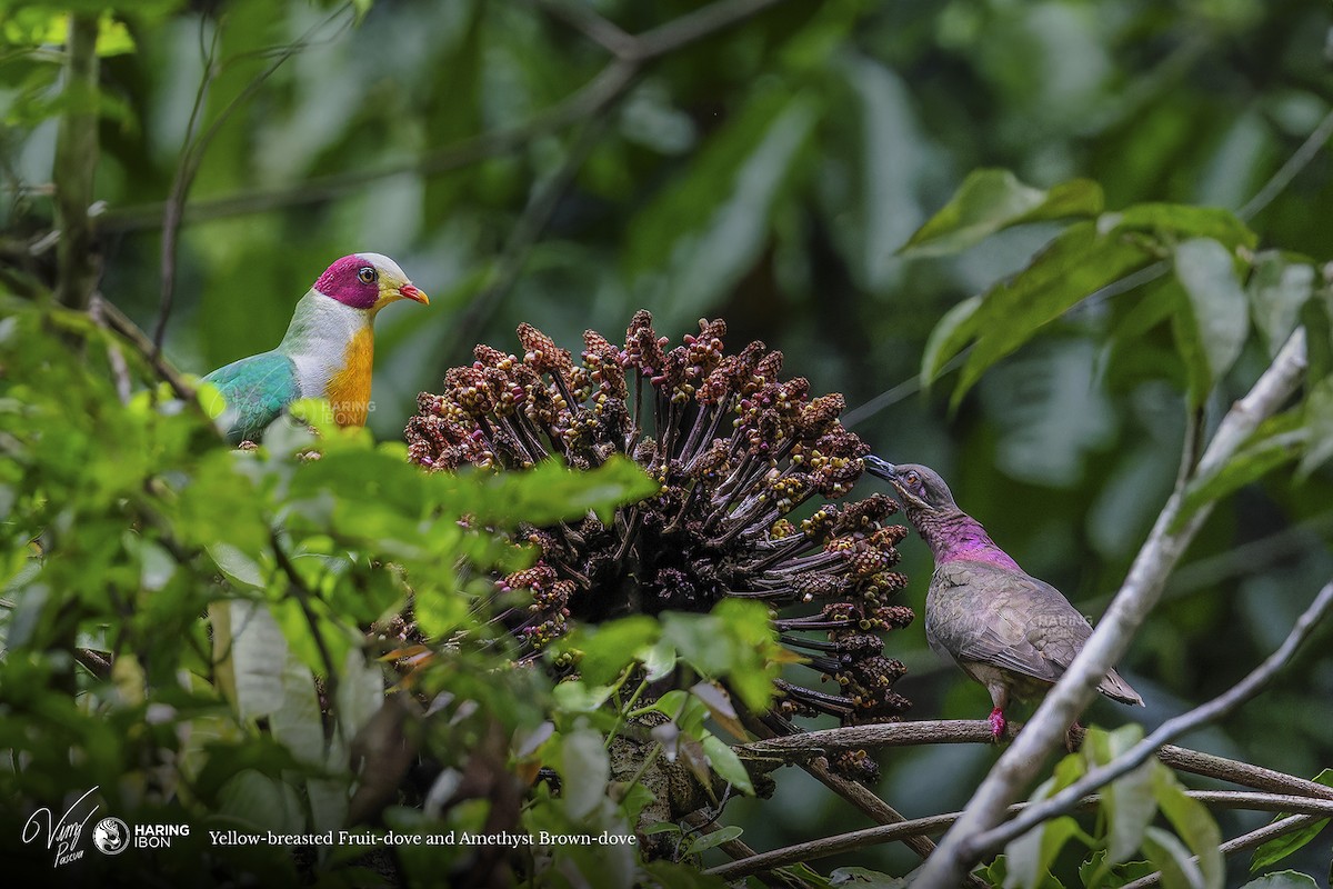 Yellow-breasted Fruit-Dove - Vinz Pascua