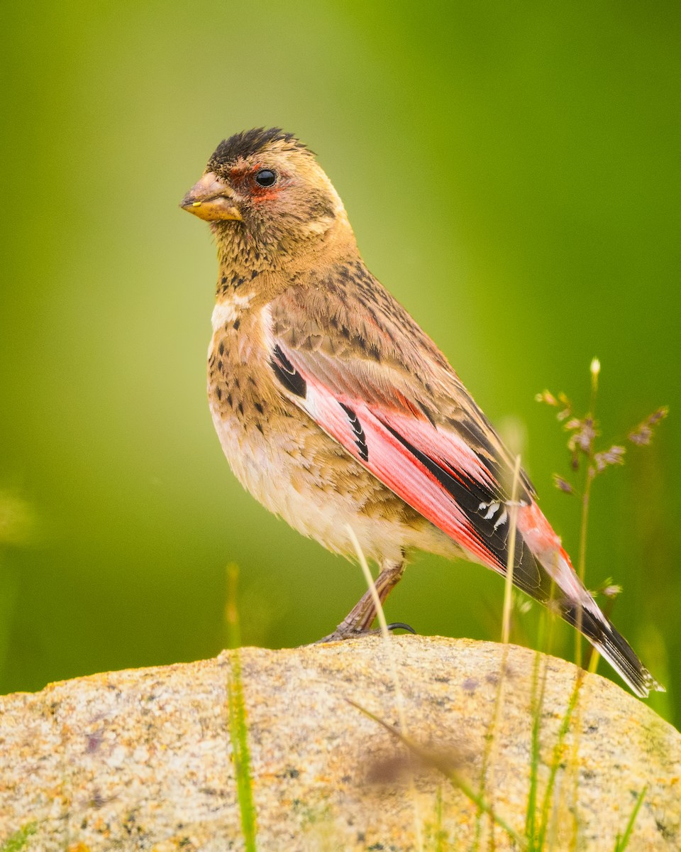 Crimson-winged Finch (Eurasian) - ML595417521