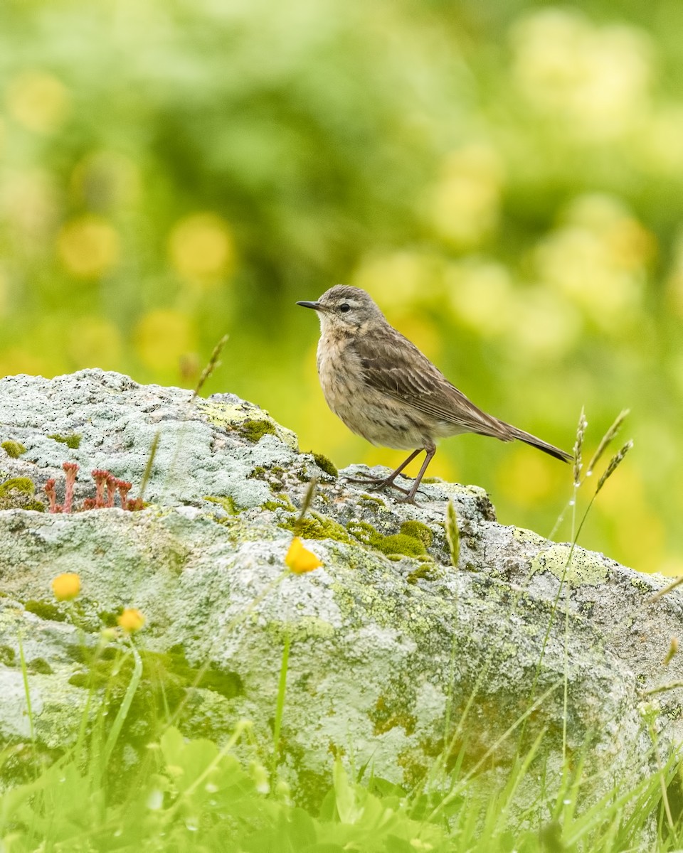 Water Pipit - ML595417581