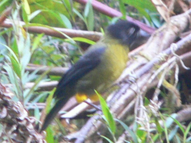 Yellow-green Brushfinch - ML595418861