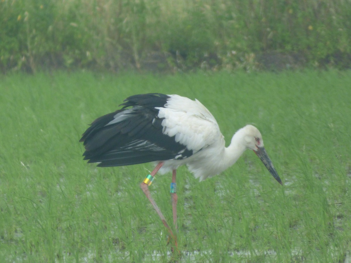 Oriental Stork - ML595421901