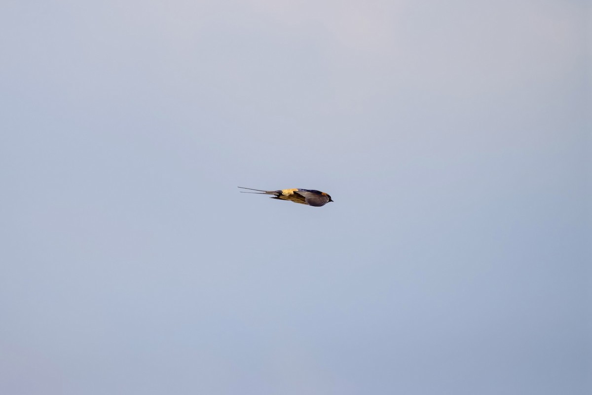 Red-rumped Swallow - ML595422831