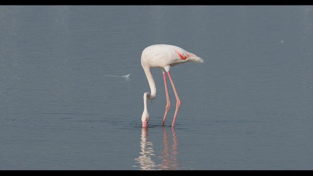 Greater Flamingo - ML595429871