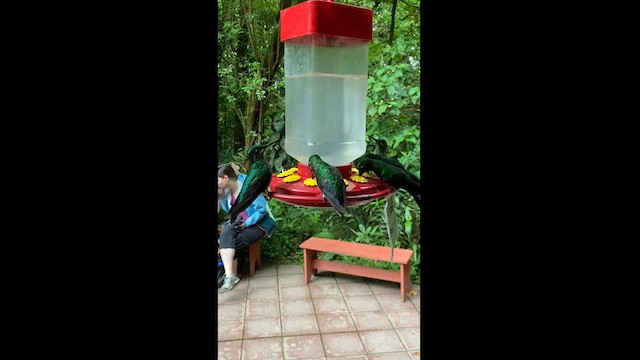 kolibřík subtropický - ML595431471