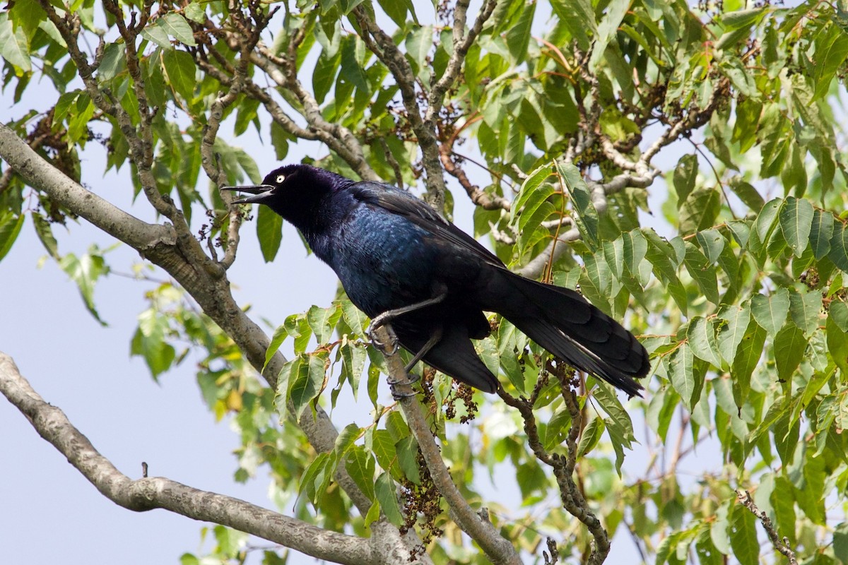 Boat-tailed Grackle - ML595432321