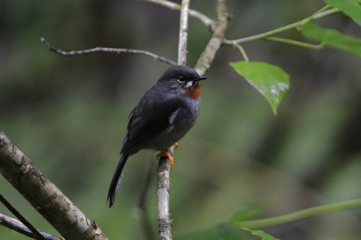 Rufous-throated Solitaire - ML595432501