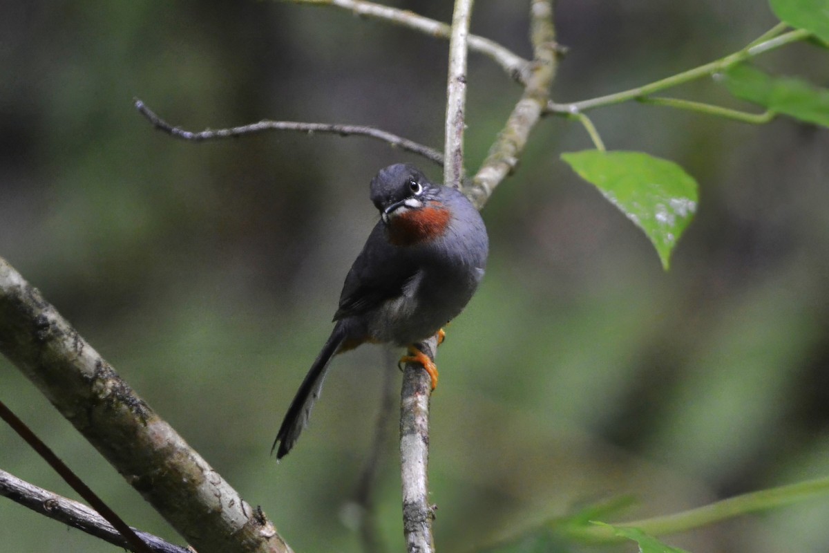 Rufous-throated Solitaire - ML595432511