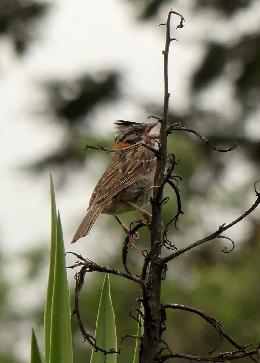 Rufous-collared Sparrow - ML59543701