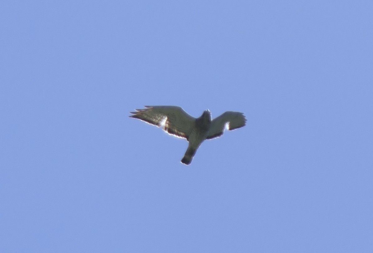 Broad-winged Hawk - ML595437701