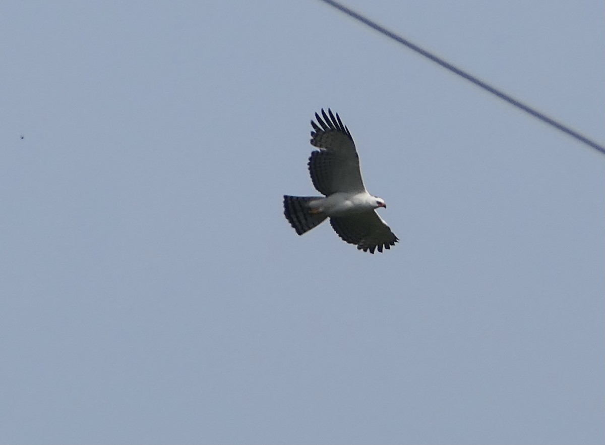 Black-and-white Hawk-Eagle - ML595441491