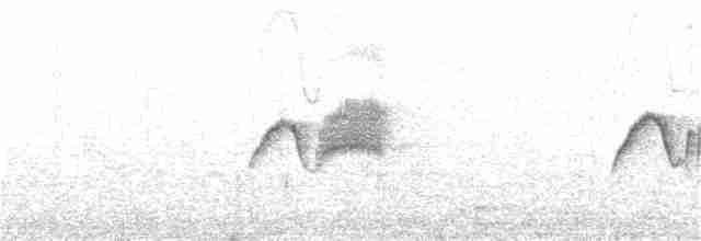 Светлобрюхий фиби - ML59544191