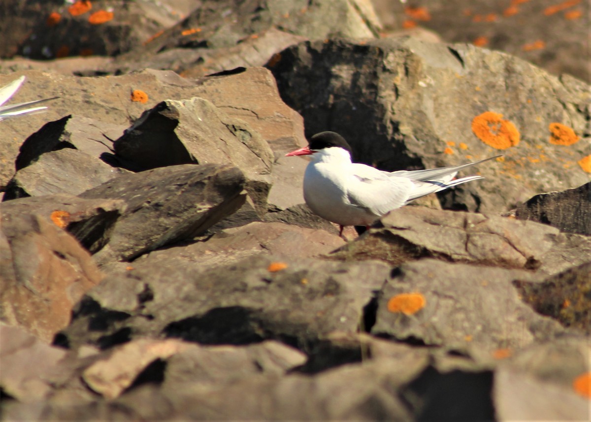 Arctic Tern - Paula Anunciação