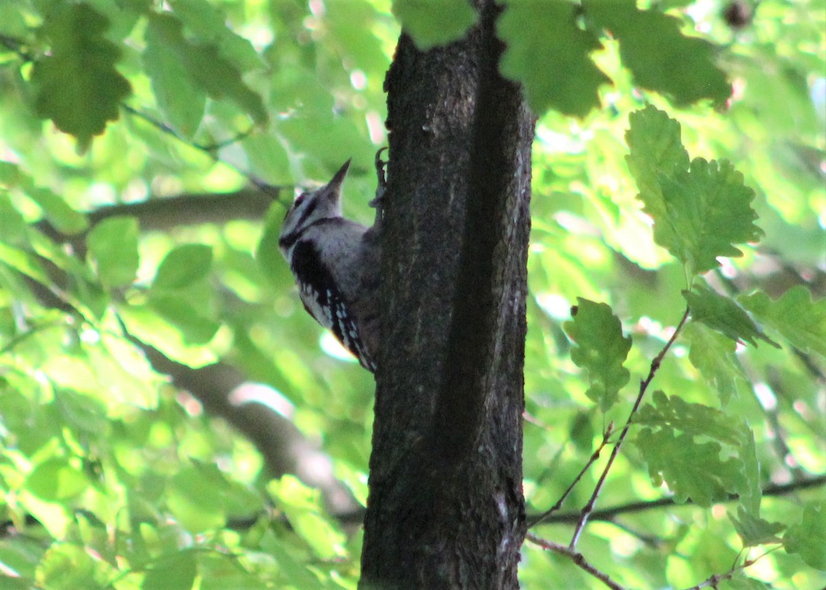 Great Spotted Woodpecker - ML595443391