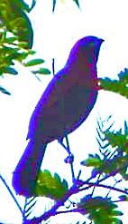 Silver-beaked Tanager - ML595443551