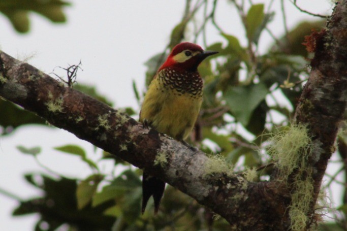 Crimson-mantled Woodpecker - ML595443751