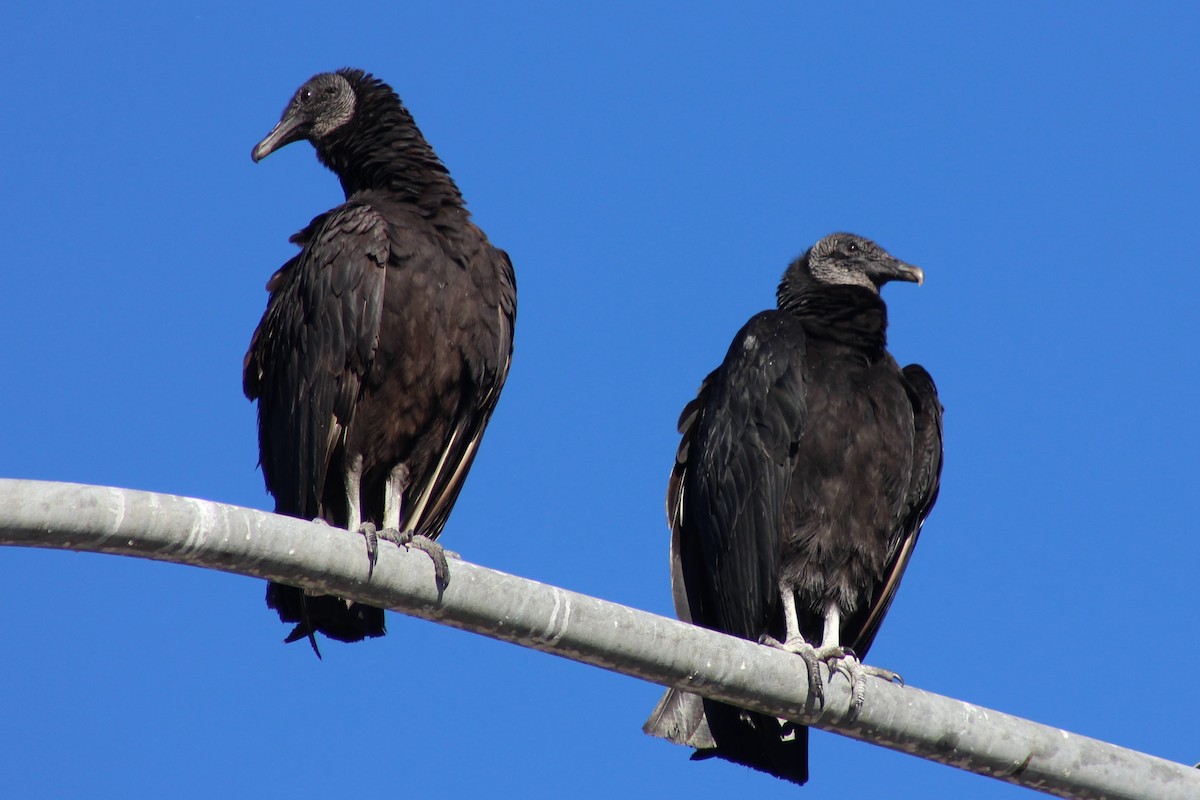Black Vulture - Jennifer Werrell