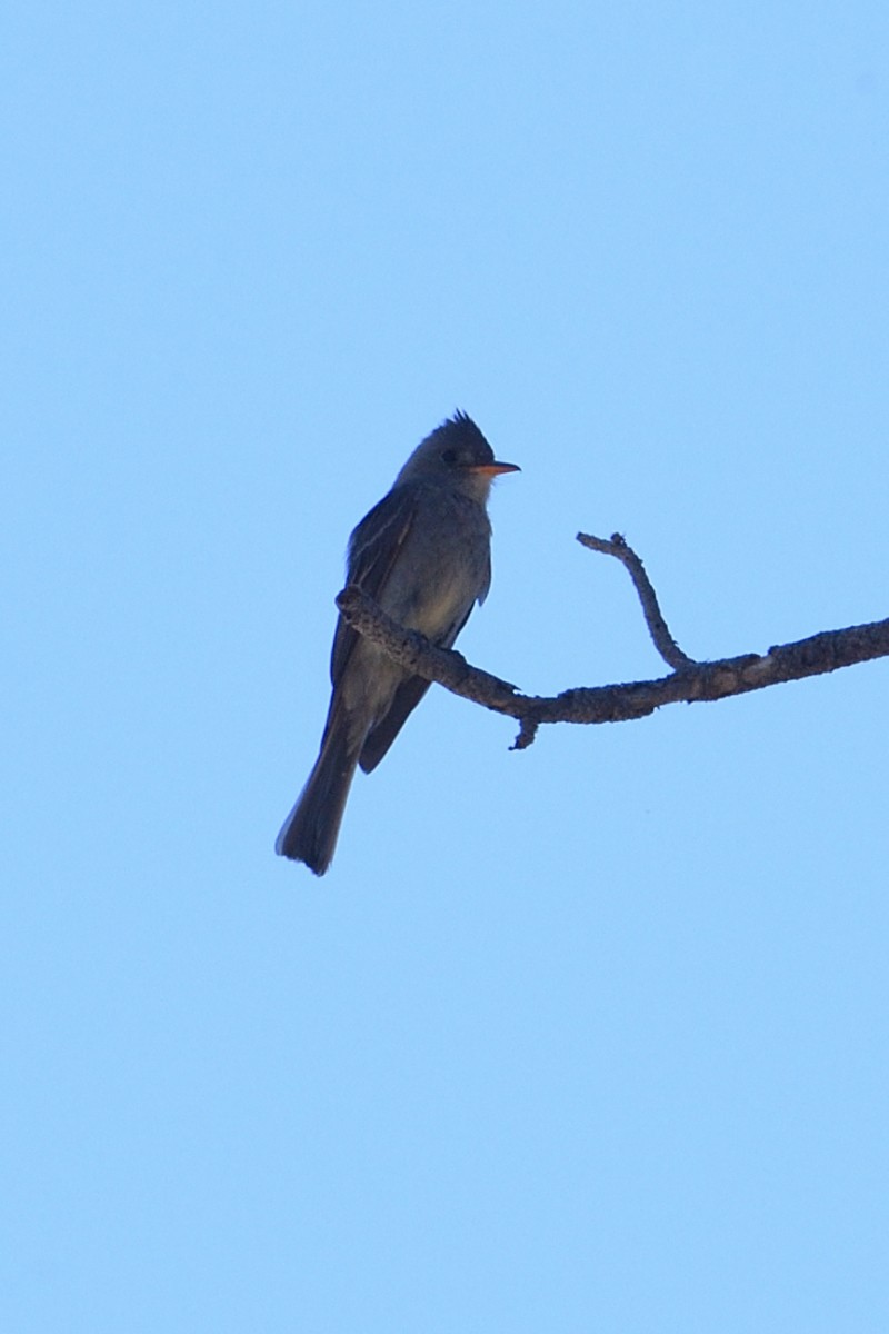 Greater Pewee - ML59544721
