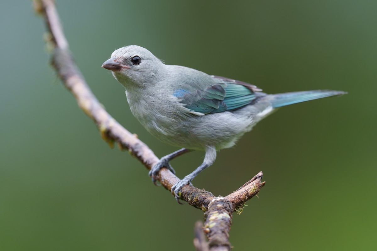 Blue-gray Tanager - ML595448811