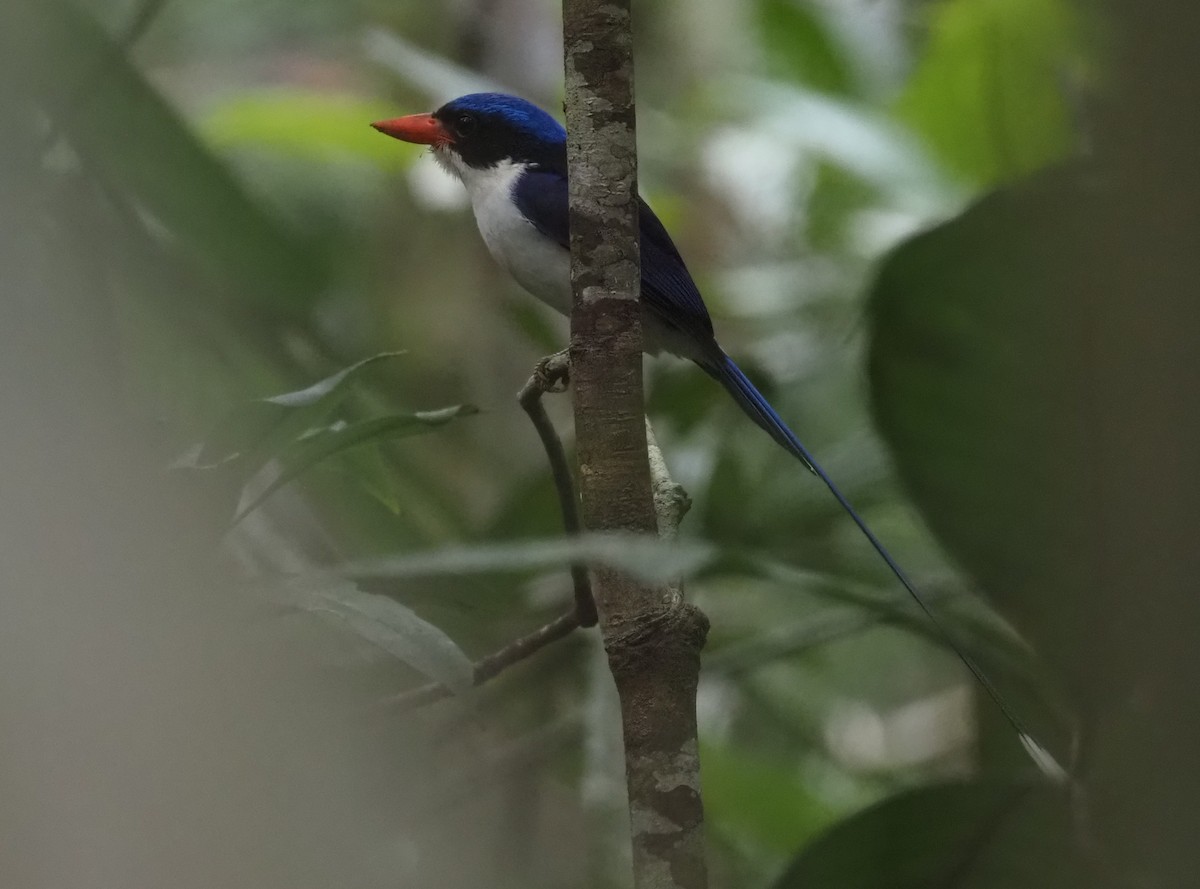 Little Paradise-Kingfisher - Stephan Lorenz