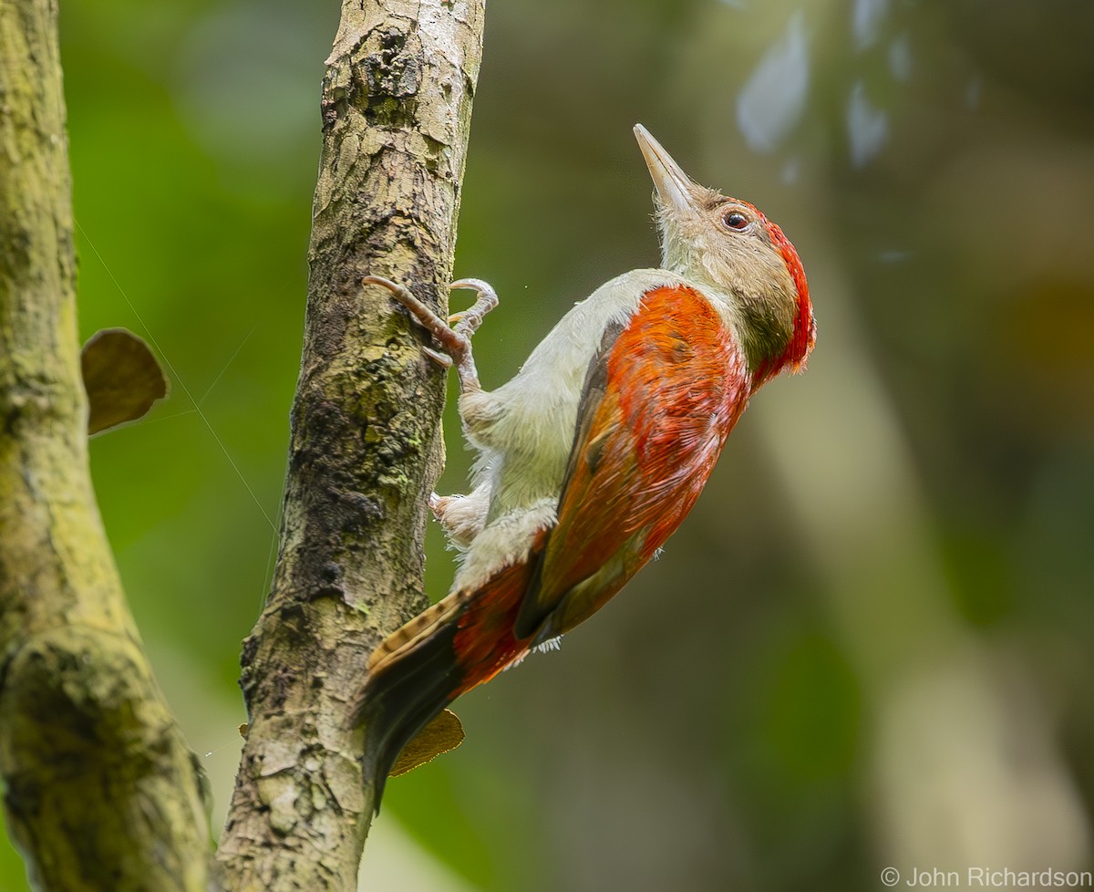 Scarlet-backed Woodpecker - John Richardson