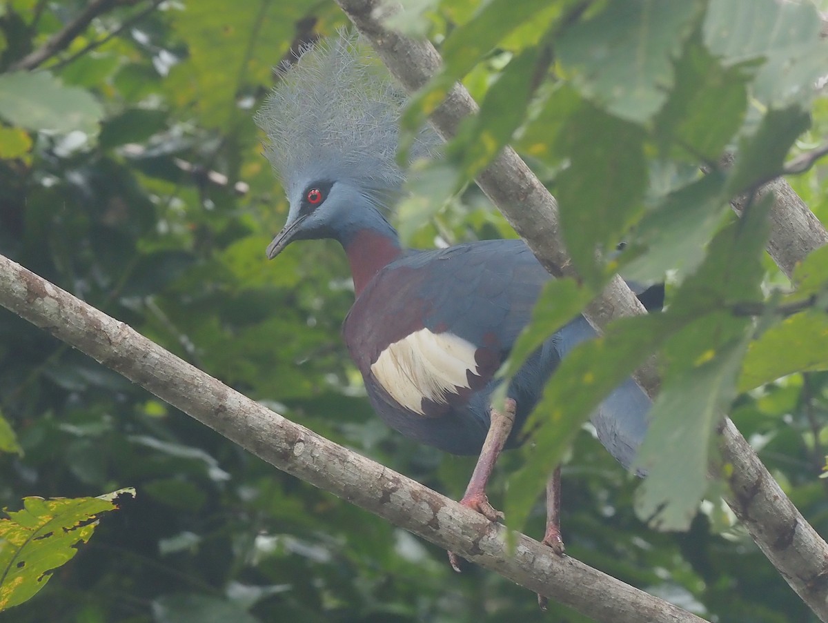 Sclater's Crowned-Pigeon - ML595451721