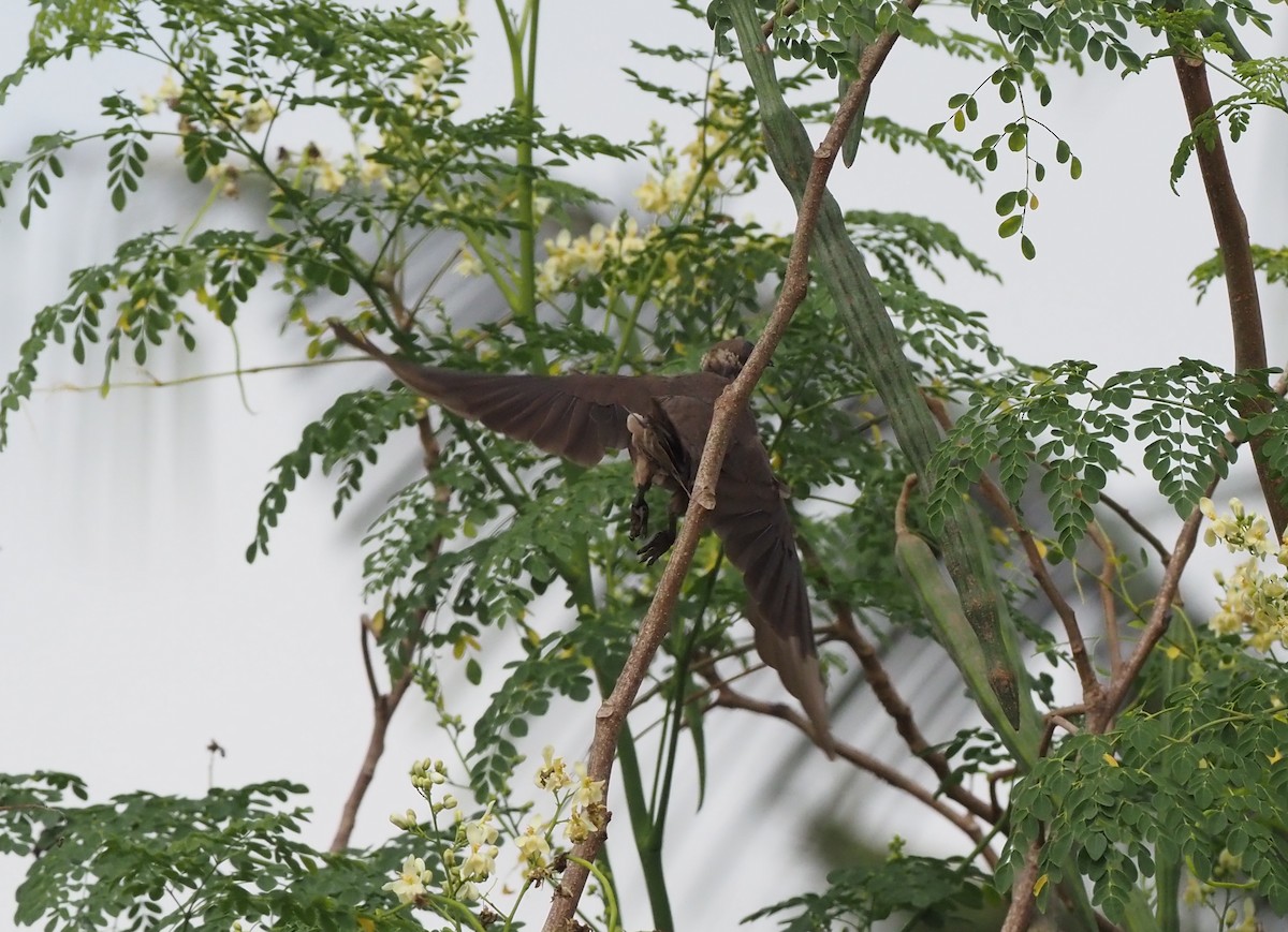 Helmeted Friarbird (New Guinea) - ML595453671