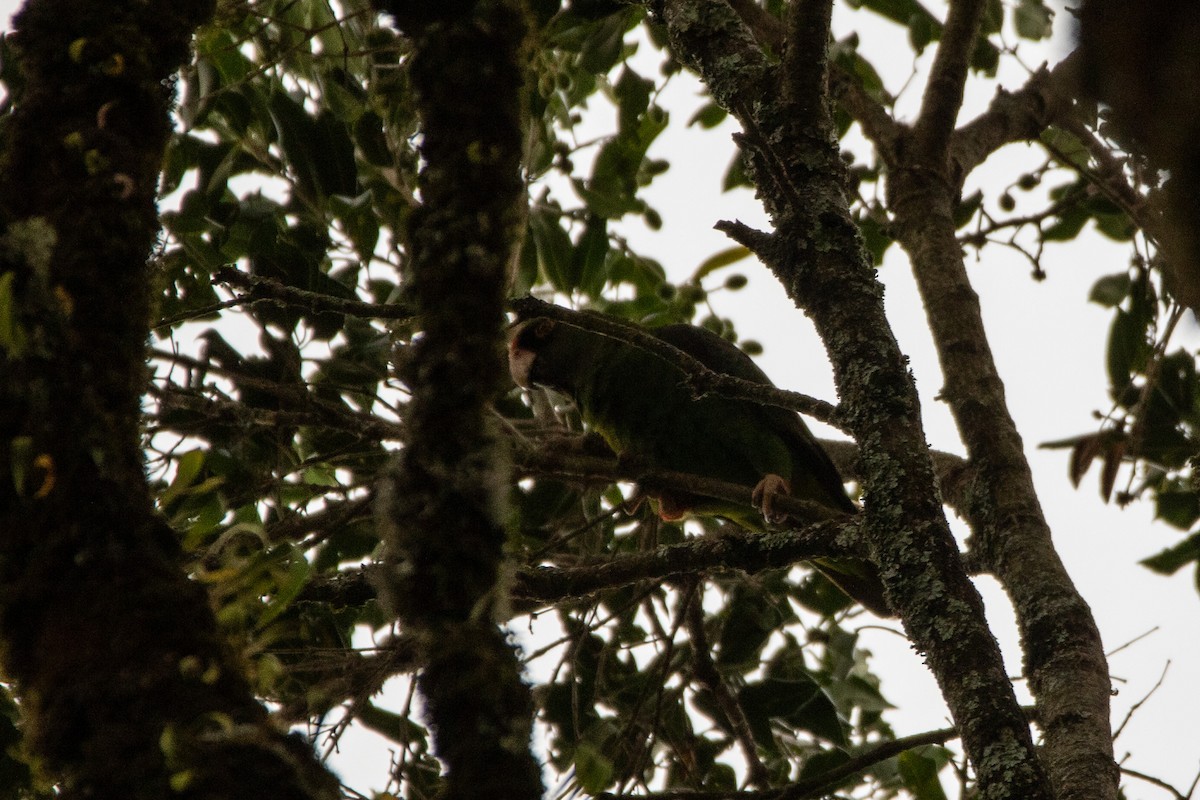 Red-fronted Parrot - ML595455991