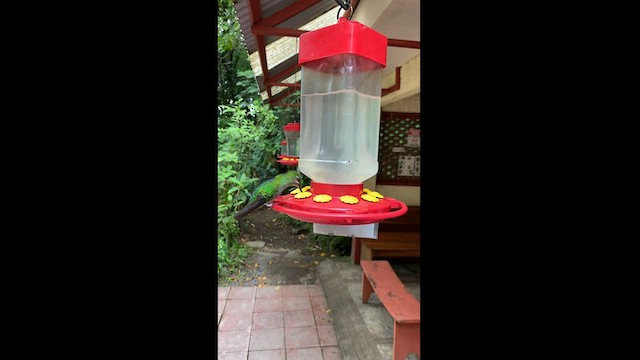 kolibřík subtropický - ML595458151
