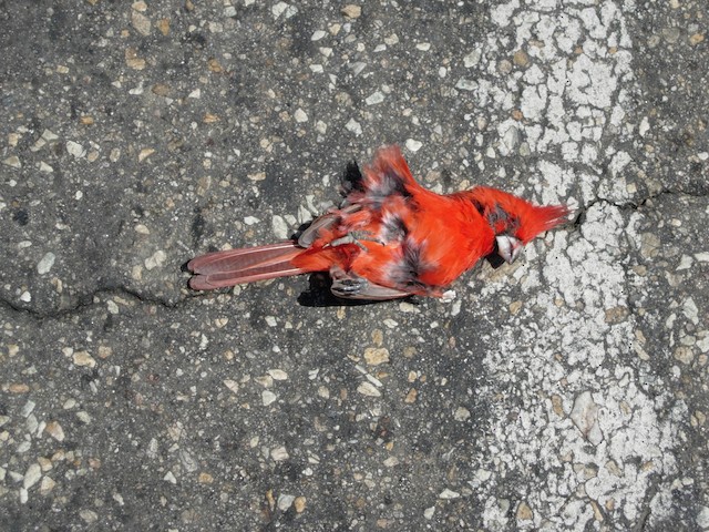 Dead male from vehicle collision. - Vermilion Cardinal - 