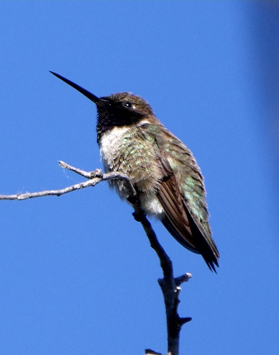 Black-chinned Hummingbird - Roger Horn