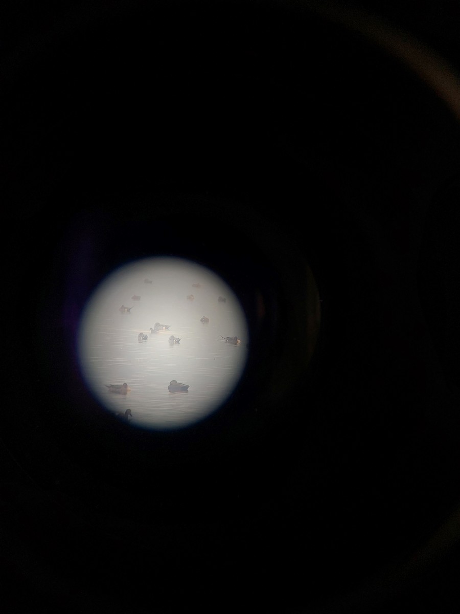 Пірникоза чорношия - ML595466901