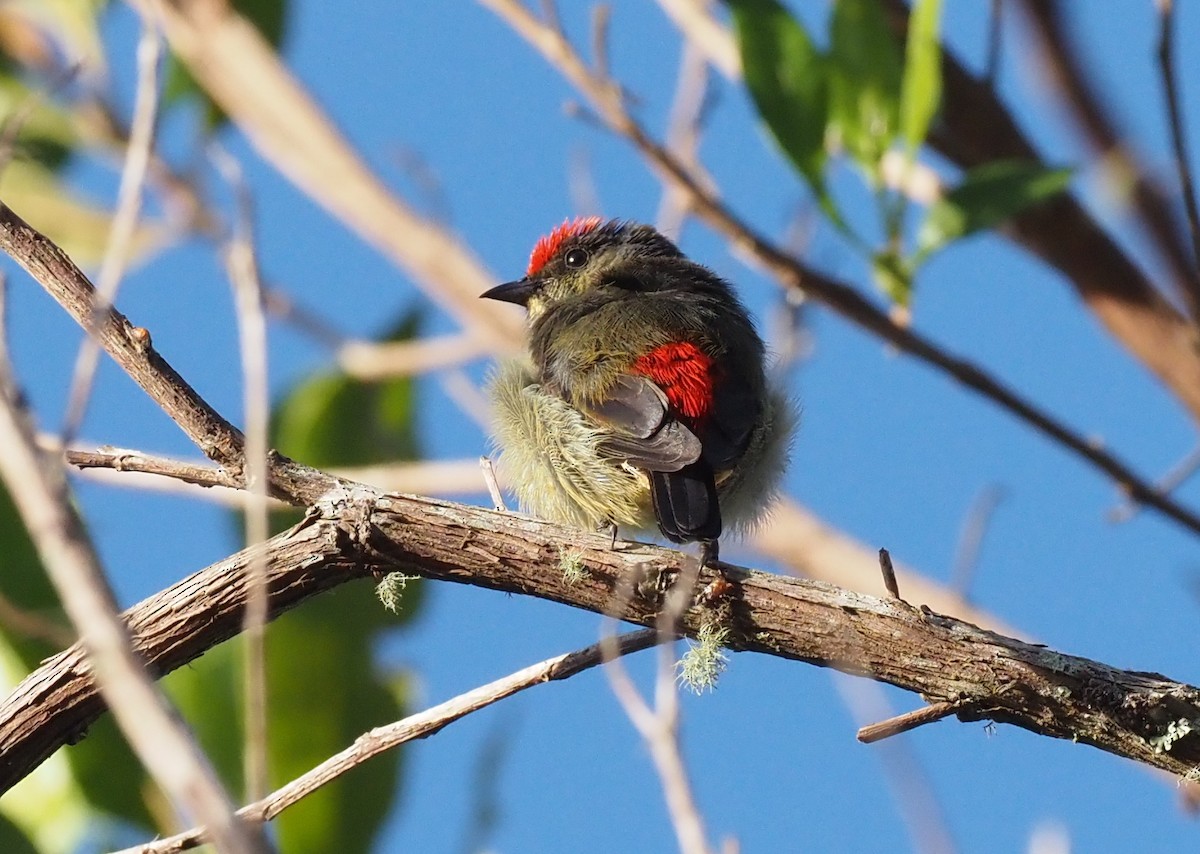 Red-capped Flowerpecker - ML595467271
