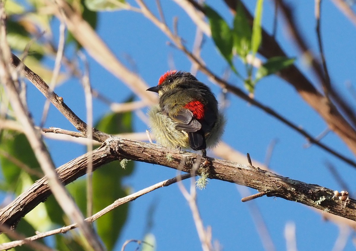 Red-capped Flowerpecker - ML595467421