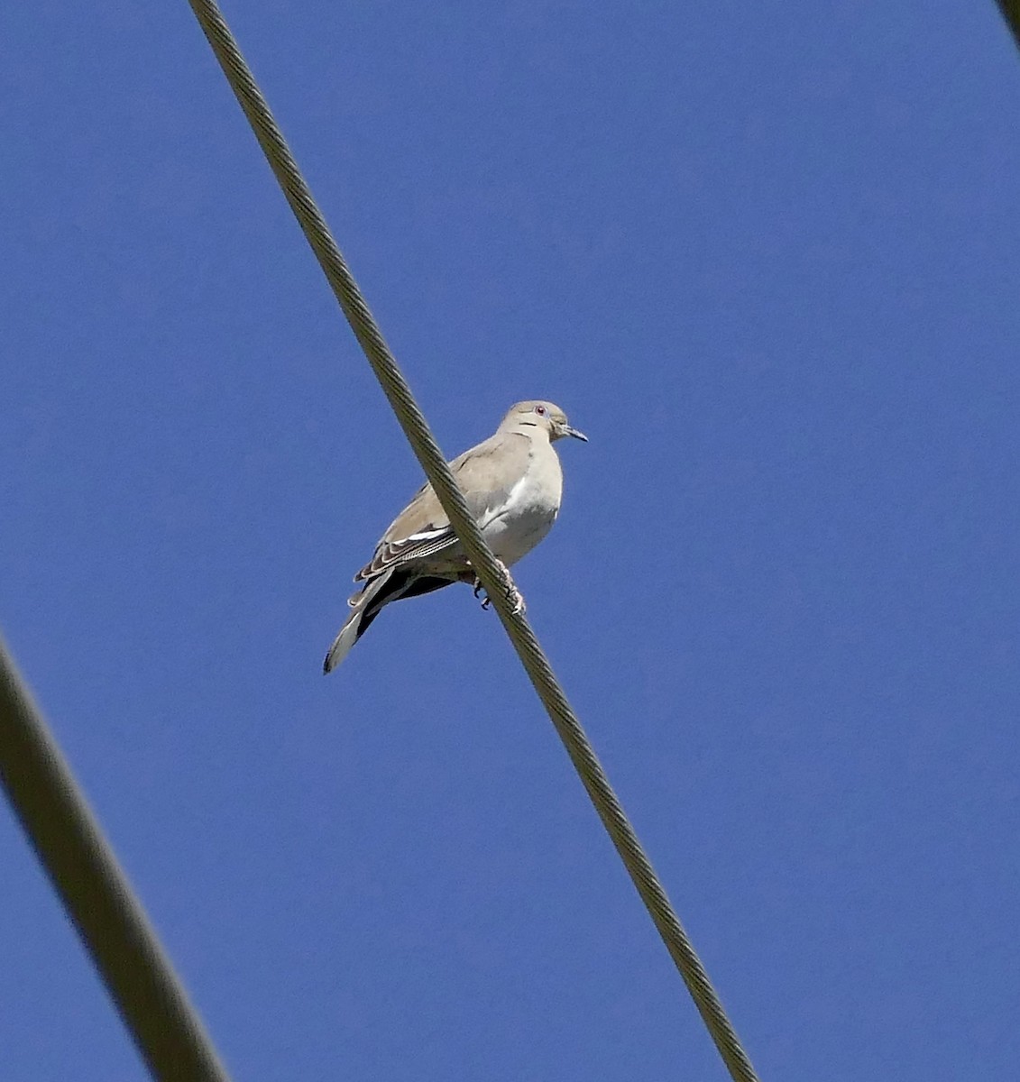White-winged Dove - ML59546871