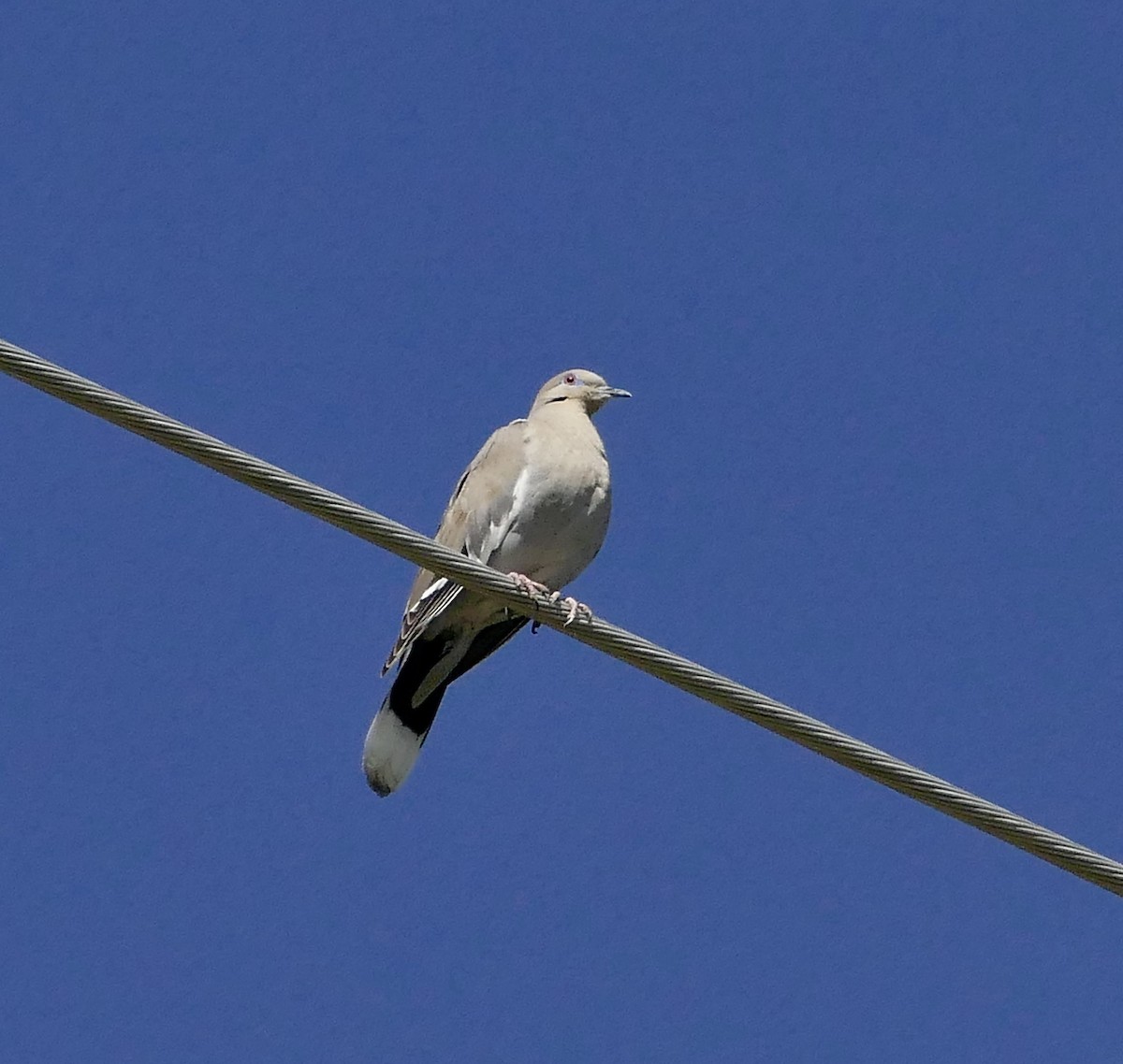 White-winged Dove - ML59546881