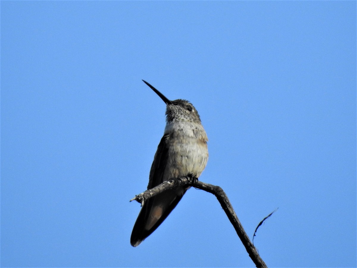 Broad-tailed Hummingbird - T B