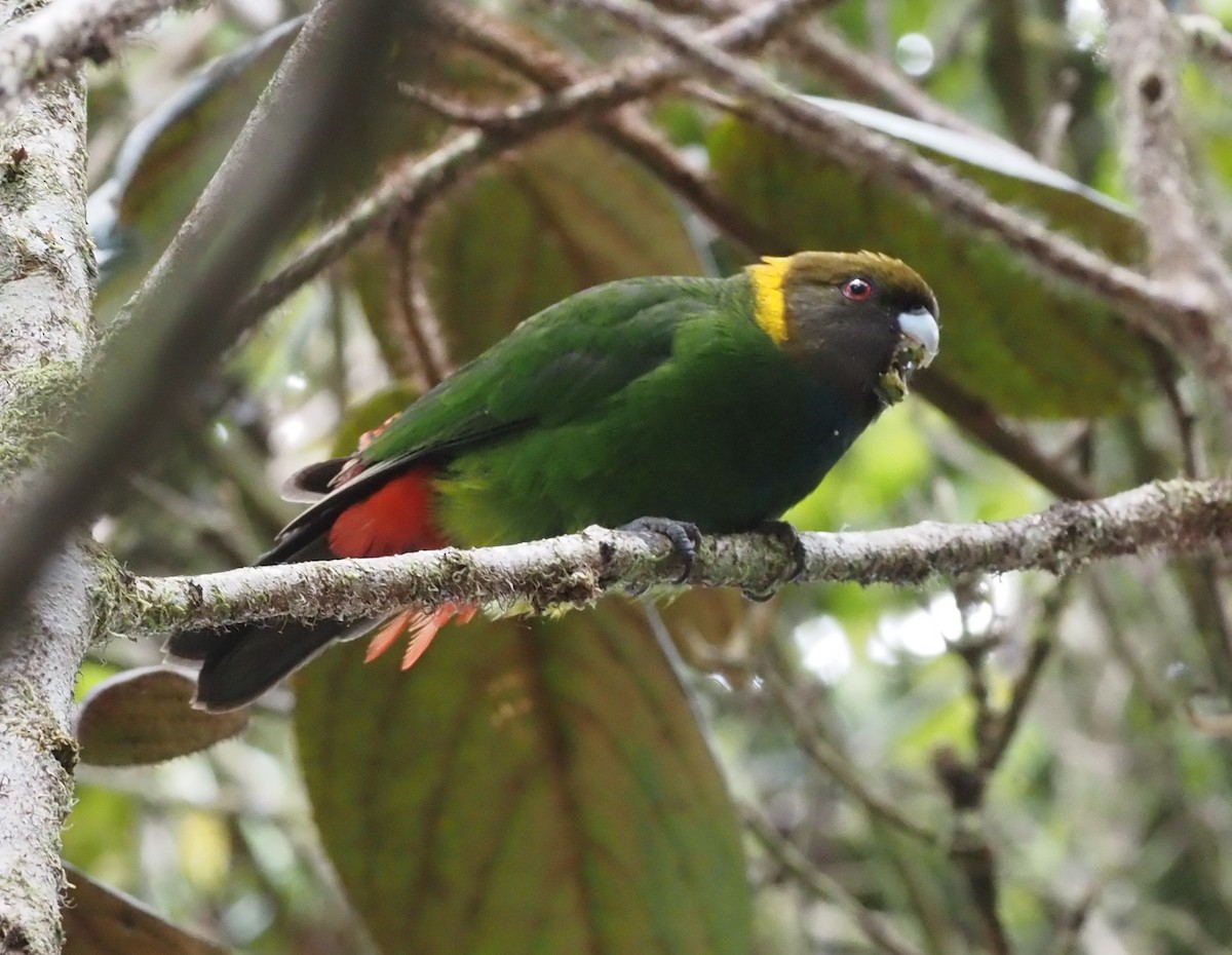 Painted Tiger-Parrot - ML595469111