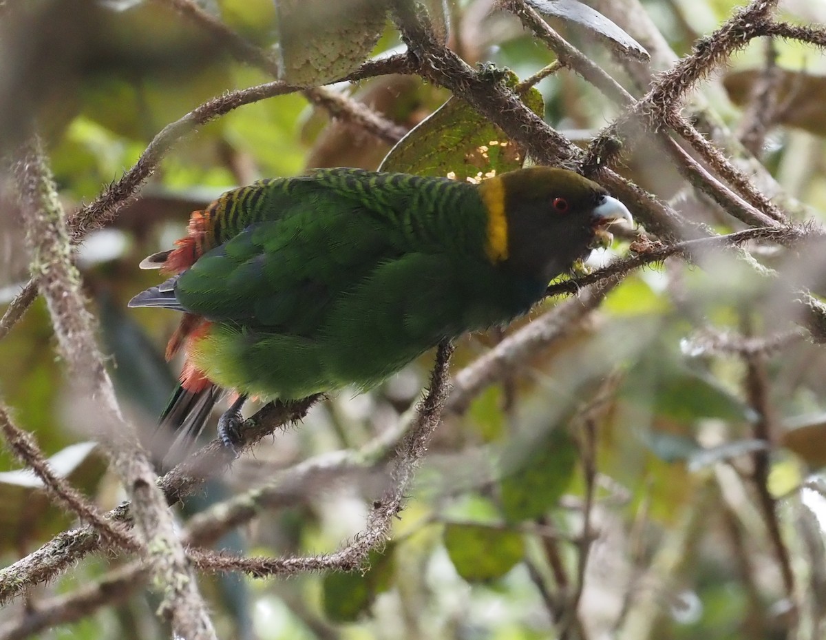 Painted Tiger-Parrot - ML595469591