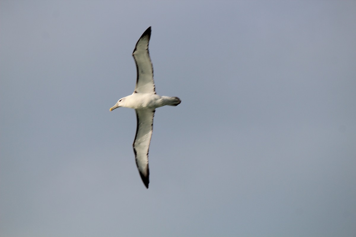 White-capped Albatross - Catherine Olin